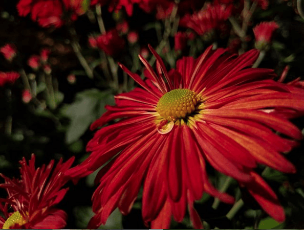 91st Street Garden