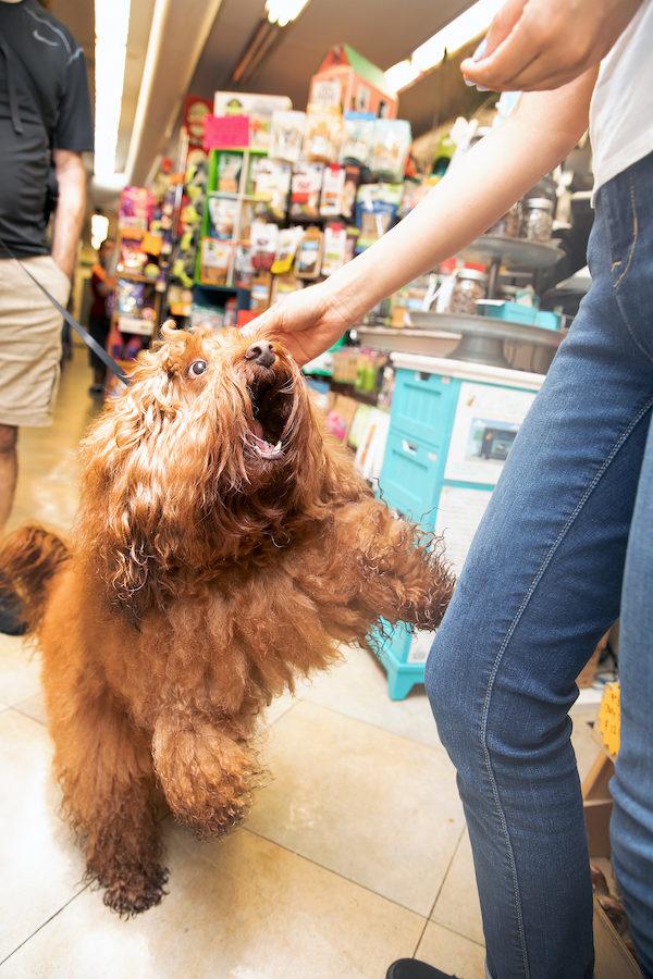 Pet Market Upper West Side