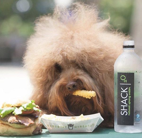 Shake Shack Upper West Side