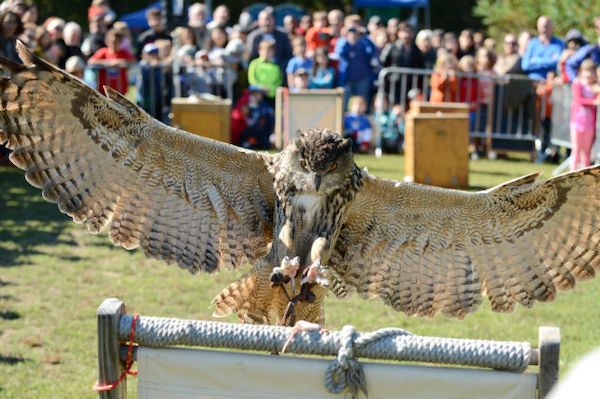 Raptor Fest Central Park