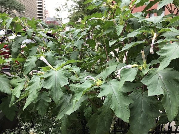 jimson weed upper west side