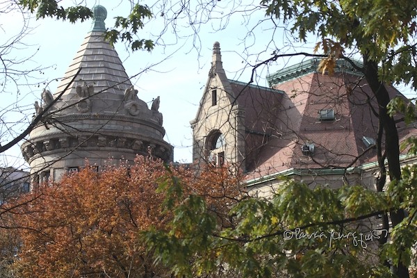 AMNH CPW