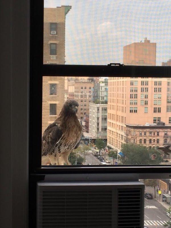 hawk sighting NYC