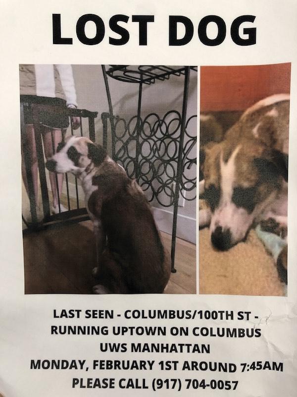 lost dog columbus ave