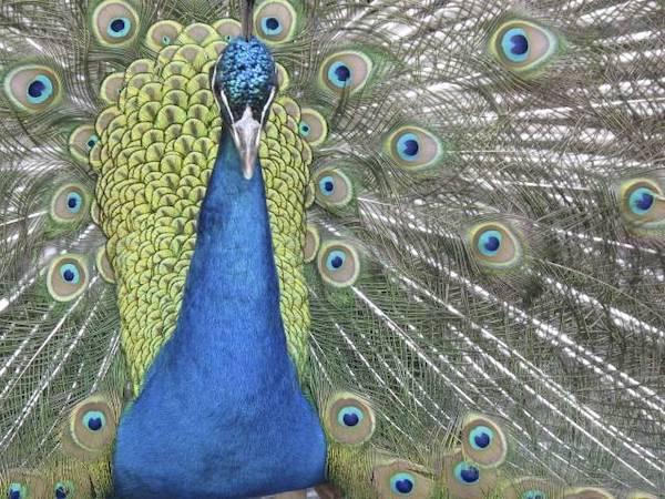 peacock Jim Cathedral St John Divine