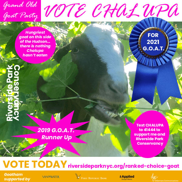 Chalupa campaign poster