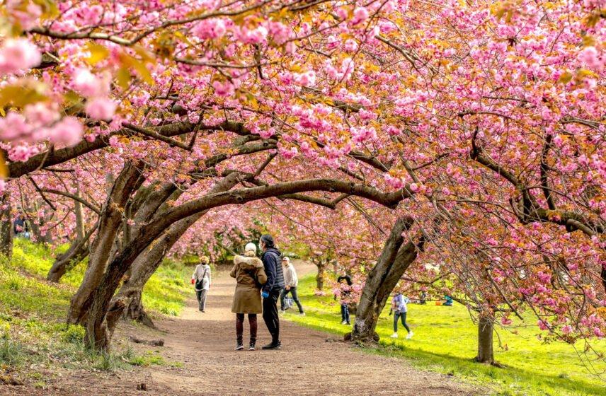 central park cherry blossom map