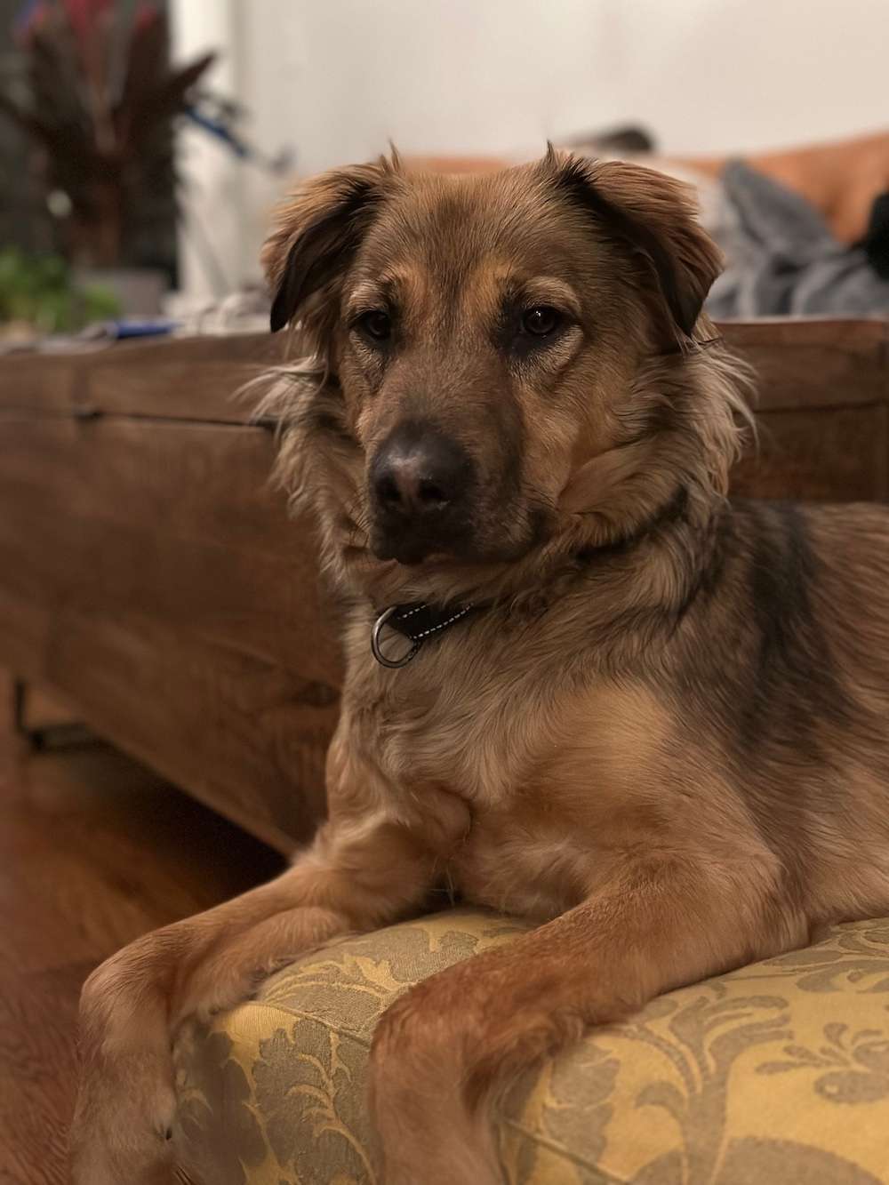 lost dog jack