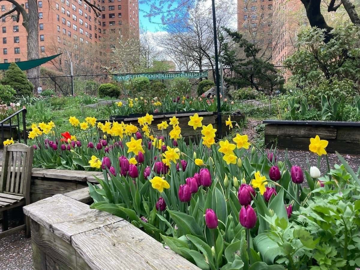 2024 tulip festival