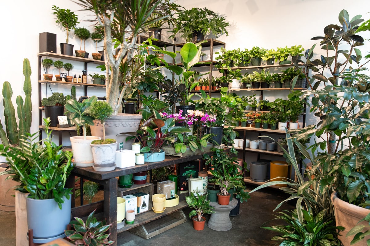 old yew plant shop