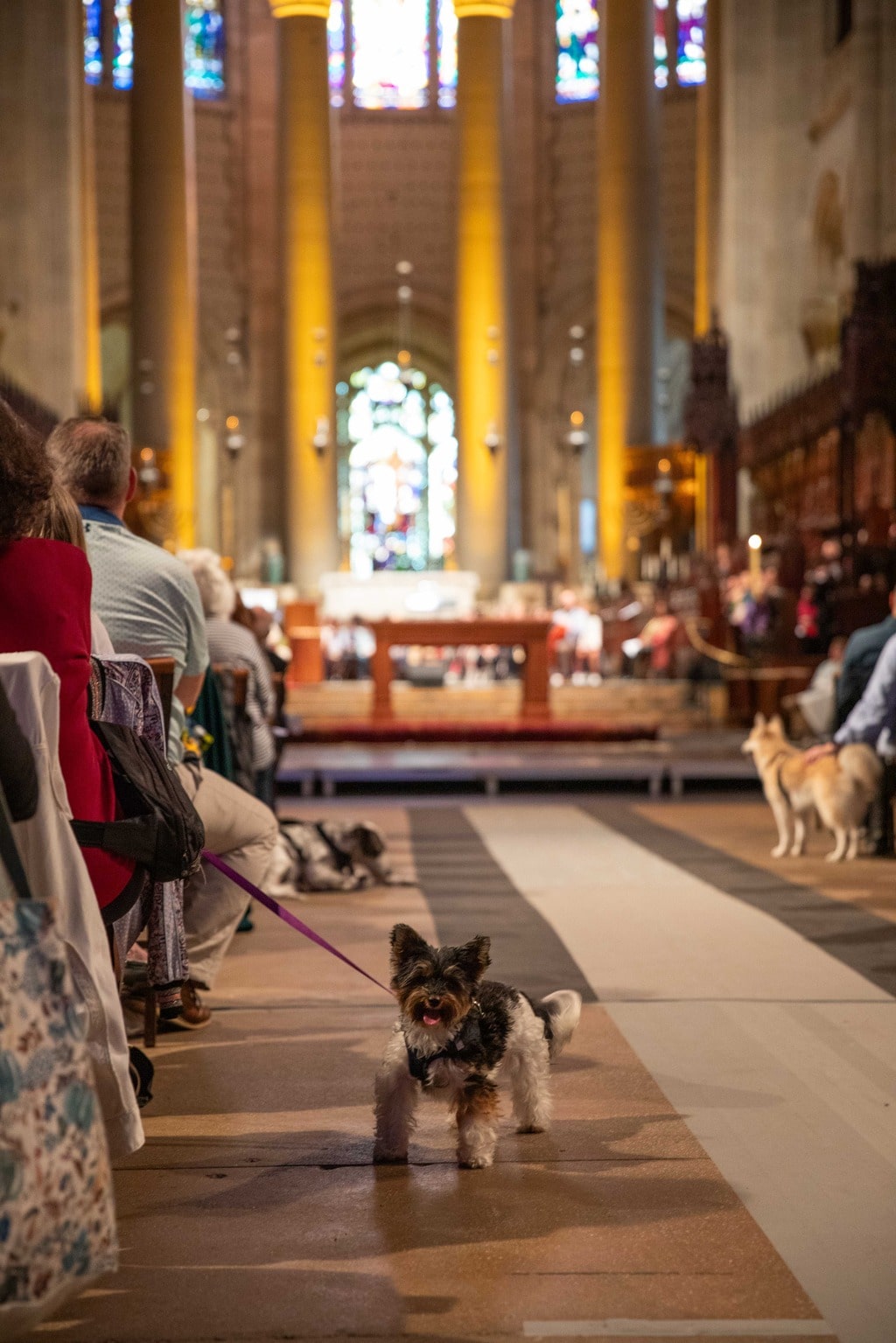 blessing of animals 2024