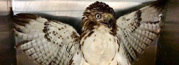 Ailing Hawk Rescued from Central Park Reservoir