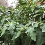 Another Jimson Weed Plant Appears at 96th Street