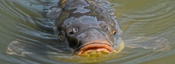 Boy Uses Bagel To Catch Giant Fish in Central Park