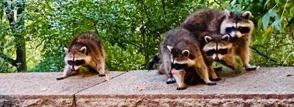 How to Safely Deal With Wild Animals in NYC