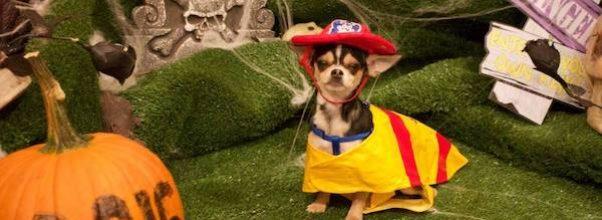 COVID Has Been Ruff For Dogs … So Take Them To This Upcoming Puppy Party! COVID Has Been Ruff For Dogs … So Take Them To This Upcoming Puppy Party!
