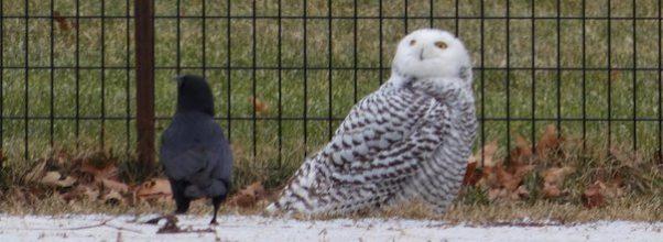 Rare Snowy Owl Appears in Central Park