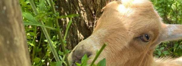 News from Riverside Park: Goats, Tennis Courts and Stairs
