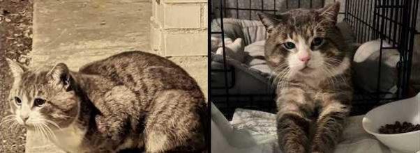 UPDATED: Public School Cat Shot with BB Gun Needs Help