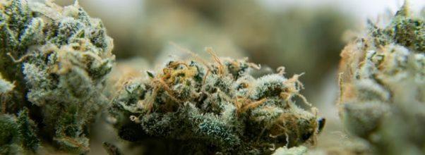 Number of Illegal Weed Stores Doubles Since First Survey