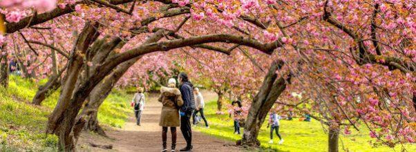 Cherry Blossom Season Arrives Early in Central Park