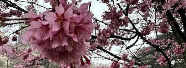 Spring Awakens: Cherry Blossoms Arrive in Central Park
